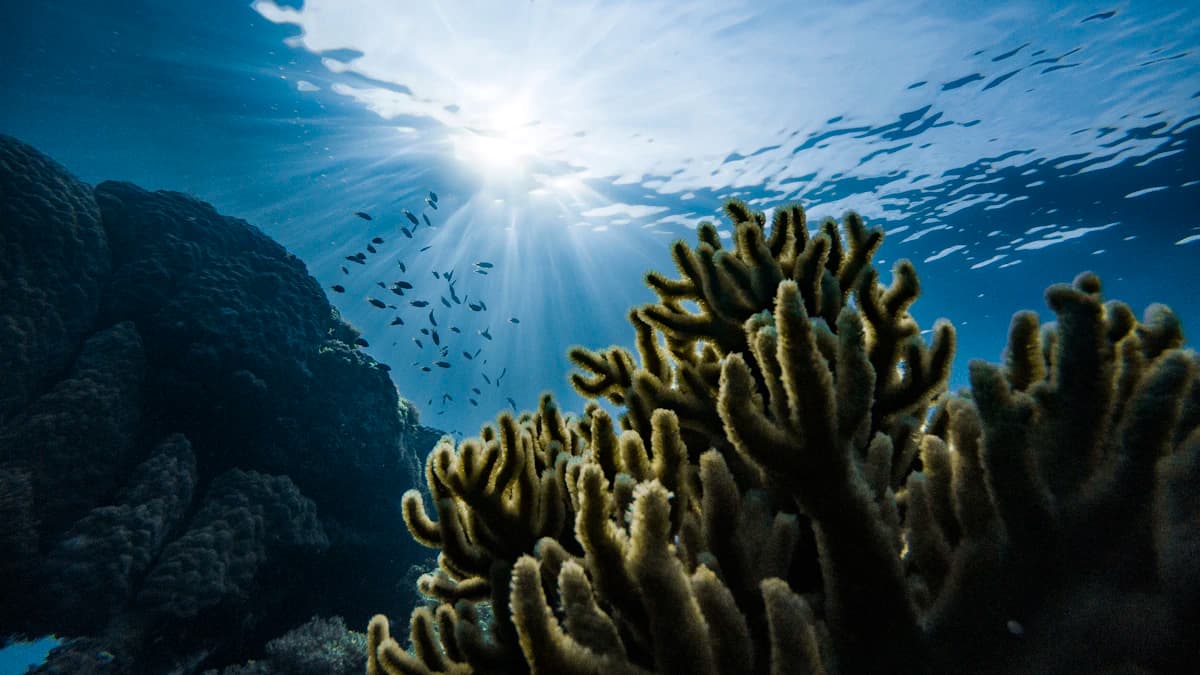 The Secret Life of the Deep: New Species Discovered in the Mariana Trench