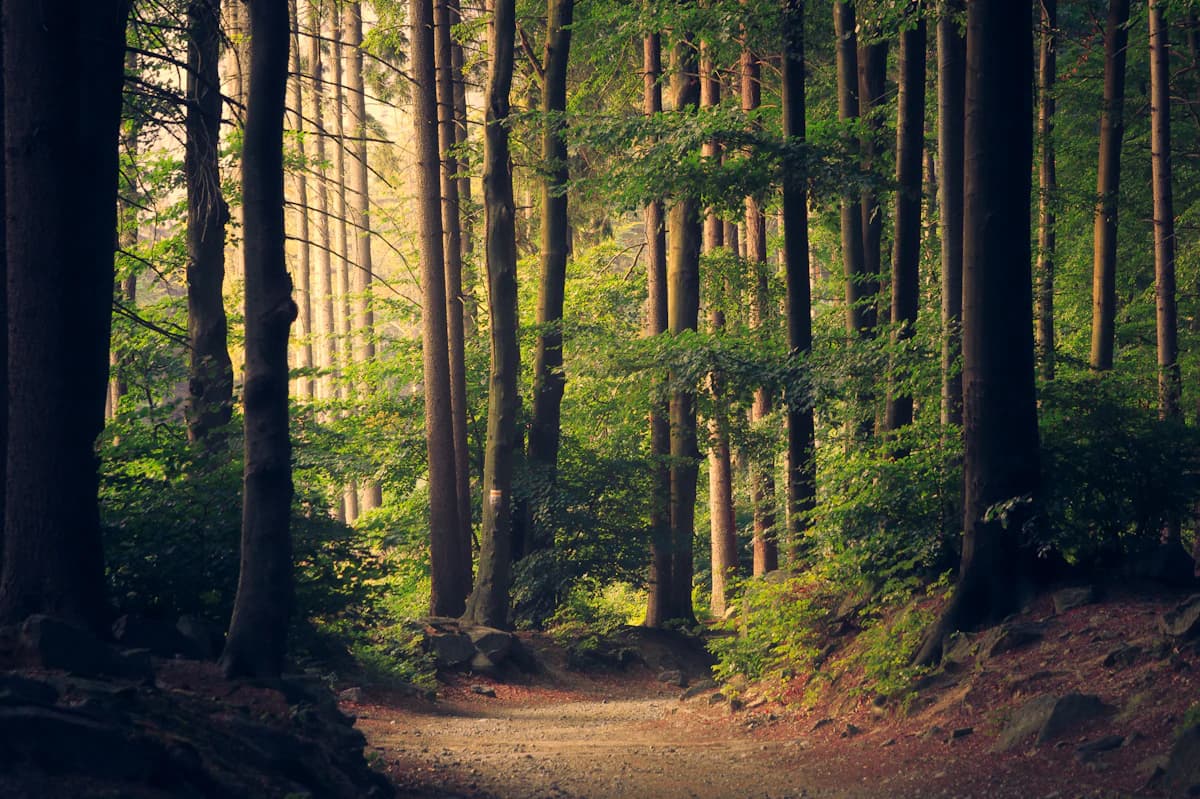 Reforestation 2.0: AI-Drones Planting 1 Billion Trees in 2026